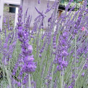 ラベンダー,アロマ,ハーブのある暮らし,今日のお花,ねこと緑のある暮らしの画像