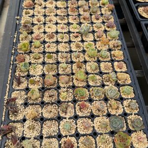 多肉植物,葉挿し,エケベリア属の画像