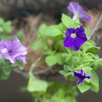 ペチュニア,サフィニア,季節の花,むらさきのはな,むらさきの画像