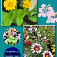 メロン,茶々,コエル♡,バラとみかん,暑い夏の画像