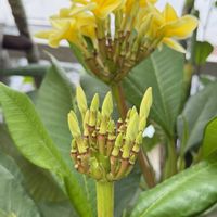 プルメリア,花芽,花のある暮らし,熱帯植物,元気に育ててますよの画像