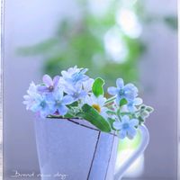 ブルースター,可愛い,癒し,青い花,花のある暮らしの画像
