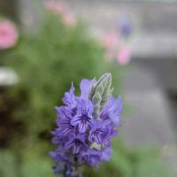 ペチュニア,ペチュニア,ラベンダー,レースラベンダー,レースラベンダーの画像