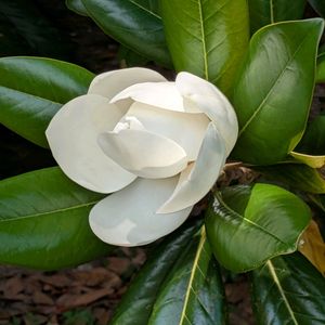 タイサンボク,テイキンザクラ,テイキンザクラ,泰山木(タイサンボク),泰山木(タイサンボク)の画像