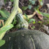 かぼちゃ,家庭菜園の画像