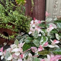 タイム,ハツユキカズラ,多肉植物,ハーブ,みんな最高の画像