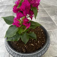 ブーゲンビリア,観葉植物,大阪,南国植物,ガーデンブーゲンビリアの画像