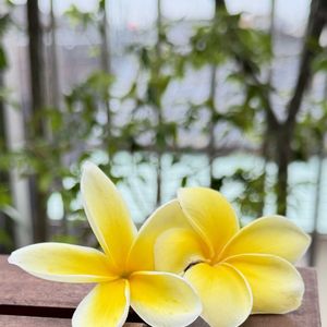 花芽,オザキフラワーパーク,花のある暮らし,熱帯植物,元気に育ててますよの画像