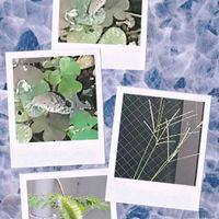 ハイビスカス,ハイビスカス,ミニトマト,ミニトマト,メヒシバの画像