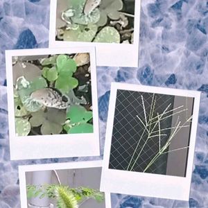 ハイビスカス,ハイビスカス,ミニトマト,ミニトマト,メヒシバの画像
