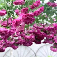 バラ,菜の花,ナノハナ,白樺,キングローズの画像