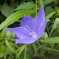キキョウ,キキョウ,ハンゲショウ,桔梗,桔梗の画像