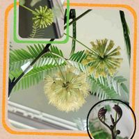 エバーフレッシュ,マメ科,グリーンのある暮らし,植物のある暮らし,エバーフレッシュ☆の画像