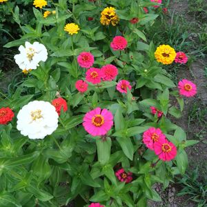 ヒャクニチソウ(ジニア),ジニア(百日草),花のある暮らし,我が家の畑,我が家のお花の画像