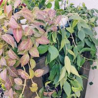 ベゴニア,ホヤ♡,観葉植物,葉っぱ好き,みどりのある暮らしの画像