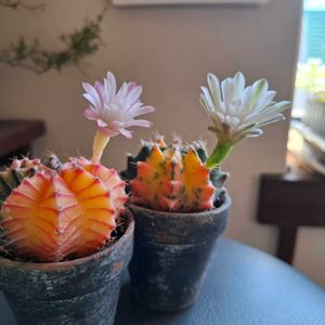 サボテン,斑入り,緋牡丹錦,ギムノカリキウム ミハノビッチ,多肉植物の画像