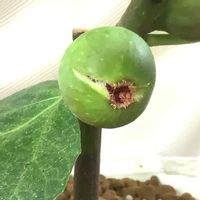 イチジク,いちじく,室内栽培,鉢栽培,実割れの画像
