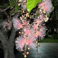 サガリバナ,サワフジ,サガリバナ科,沖縄県,キュンキュン乙女倶楽部の画像
