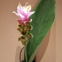 クルクマの画像