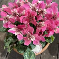 シクラメン,可愛い〜♡,ピンクの花,ガーデニング大好きの画像