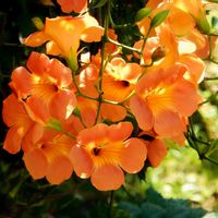 ノウゼンカズラ,凌霄花,鮮やか ,綺麗,花の写真の画像