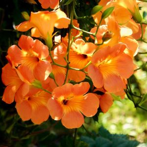 ノウゼンカズラ,凌霄花,鮮やか ,綺麗,花の写真の画像