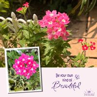 バーベナ,マイガーデン,夏の花,湿度高すぎの画像