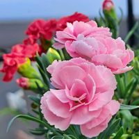 カーネーション,カーネーション,GSの皆さまに感謝♡,花友さんに感謝,ベランダの画像