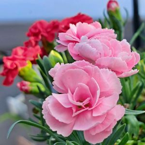 カーネーション,カーネーション,GSの皆さまに感謝♡,花友さんに感謝,ベランダの画像