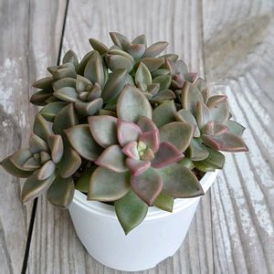  ブロンズ姫,シャーロット,シャーロット,多肉植物,葉挿しの画像