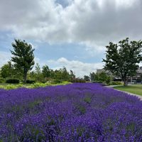 ラベンダー,ラベンダー,今日の花,今日の一枚,北海道の画像