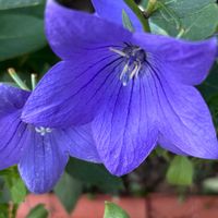 花のある暮らし,むらさきのはな,むらさきの画像