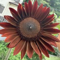 ヒマワリ,ガーデニング,植物のある暮らし,お花好き,お花のある暮らしの画像