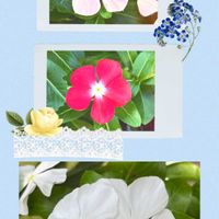 花のある暮らし,iPhone撮影,癒される♡,世界平和,うどん県西支部の画像