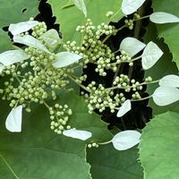ツルアジサイ,ツルアジサイ,イワガラミ,イワガラミ,イワガラミの画像
