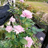 カラミンサ,つるバラ,ユーフォルビアとホスタ,フィソステギアとアルテルナンテラの寄せ植えの画像