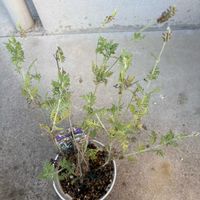 レースラベンダー,ホームセンター,今日のお花の画像