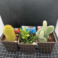 サボテン,白桃扇,瑠璃殿錦,オウゴンチュウ (黄金紐),多肉植物の画像