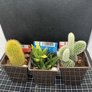 サボテン,白桃扇,瑠璃殿錦,オウゴンチュウ (黄金紐),多肉植物の画像