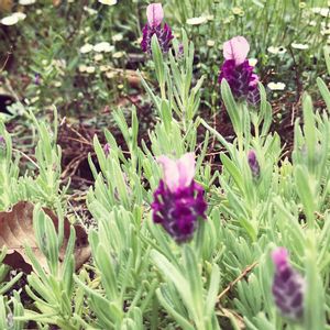 ラベンダー,フレンチラベンダー,French lavender,クンイソウ,薫衣草(くぬえそう)の画像