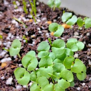 実生,窓辺の植物,映画の話,薬味の園の画像