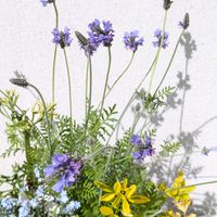 ラベンダー,レースラベンダー,春の寄せ植え,今日のお花の画像