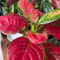 アグラオネマ,アグラオネマ ビューティー,観葉植物,一輪挿し,サトイモ 科の画像