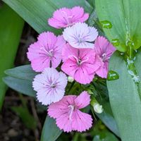 ナデシコ,バラ,バラ,ガーデニング,花のある暮らしの画像
