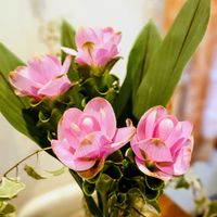 クルクマ,ピンク,ピンクの花,ピンク❤︎ピンク,ピンクワールドへ ようこその画像