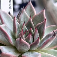 エケベリア,紫式部,リラシナ×コロラータ,リンゼアナ×コロラータアテマハック,多肉植物の画像