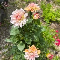 ダリア,地植え,ガーデニング,玄関アプローチ,庭の画像
