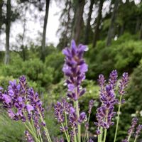 アジサイ,ウツボグサ,ラベンダー,フレンチラベンダー,今日のお花の画像