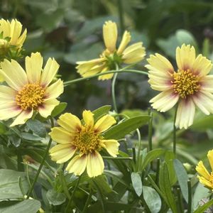 コレオプシス,ムラサキゴテン,宿根草,花壇,シェードガーデンの画像