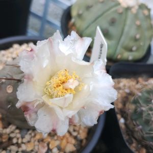 テフロカクタス ゲオメトリクス,植中毒,GSに感謝。,植物大好き,サボテン好きの画像